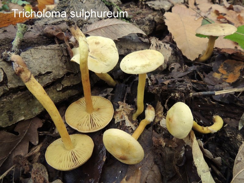 Tricholoma sulphureum-amf1893.jpg - Tricholoma sulphureum ; Syn: Gyrophila sulphurea ; Nom français: Tricholome soufré